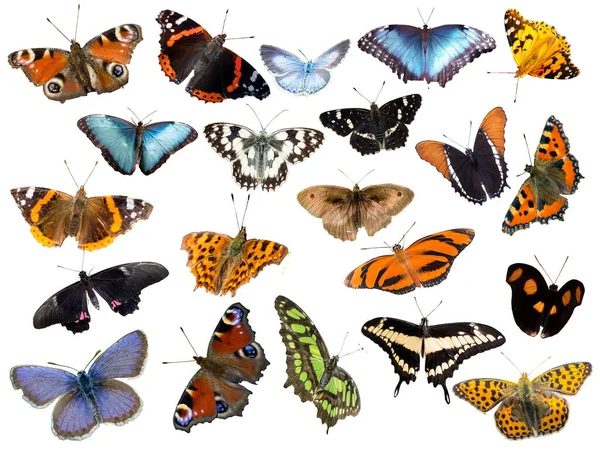 Uppsättning Fjärilar Isolerad Vit Bakgrund — Stockfoto