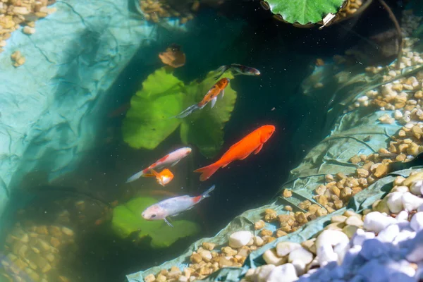 Peces Estanque Del Jardín — Foto de Stock