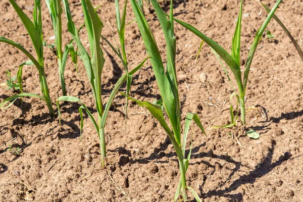 Drought Corn Field — Fotografia de Stock