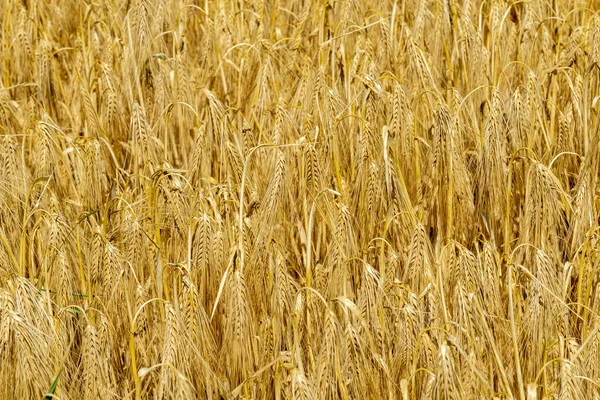 Arany Kukorica Háttér Makró Textúra — Stock Fotó