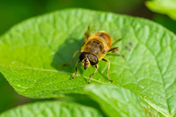 Biene Auf Einem Grünen Blatt — Stockfoto