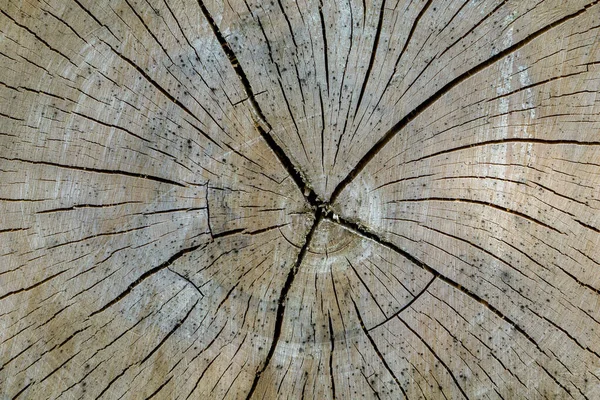 Old Wood Timber Background Texture — Stockfoto