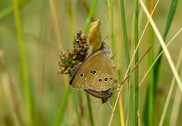 Ringlet Butterfly Green Grass — Foto Stock