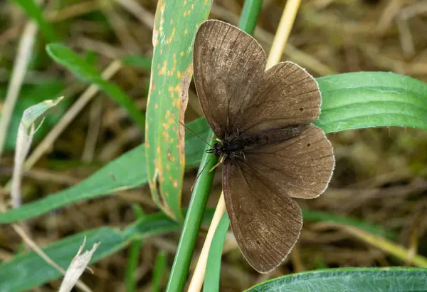 Ringlet Butterfly Aphantopus Hyperantus Meadow — 스톡 사진