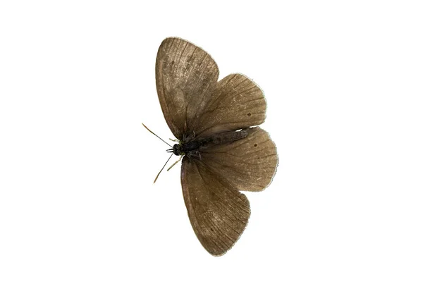 Ringlet Butterfly Aphantopus Hyperantus Isoalted White Background — Stockfoto