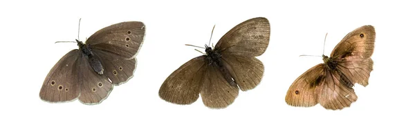 Brown Native Butterfly Isolated White — Zdjęcie stockowe