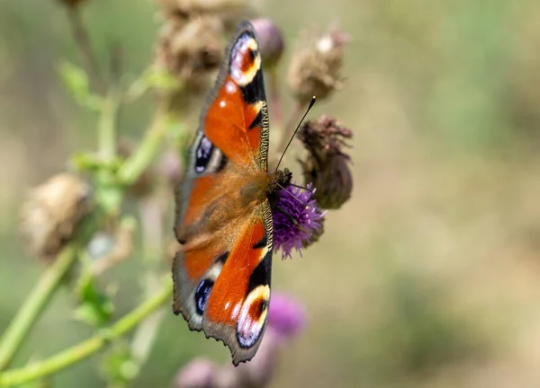 Paw Motyl Kwiat Lato — Zdjęcie stockowe