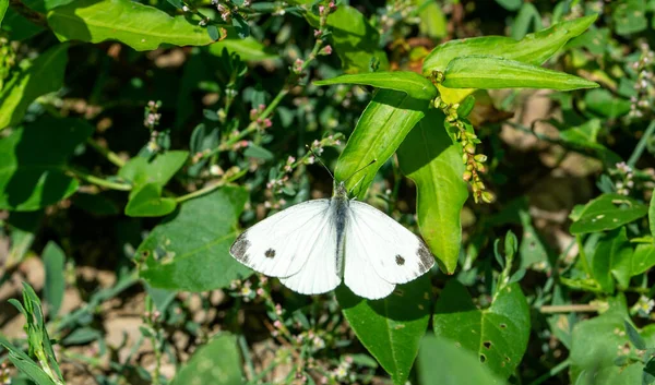 Cabbage White Butterfly Meadow — Stock Photo, Image