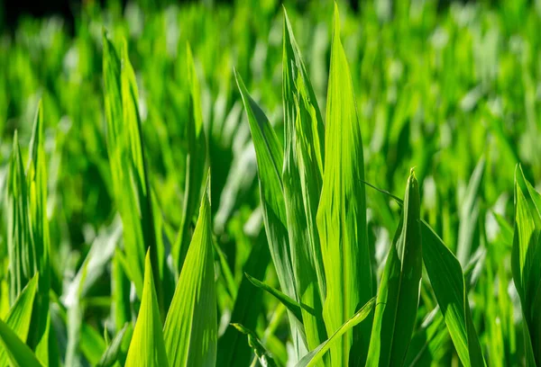 Green Genetic Corn Grass Background — 图库照片