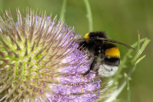 Hummel Sammelt Nektar Auf Einer Blume — Stockfoto