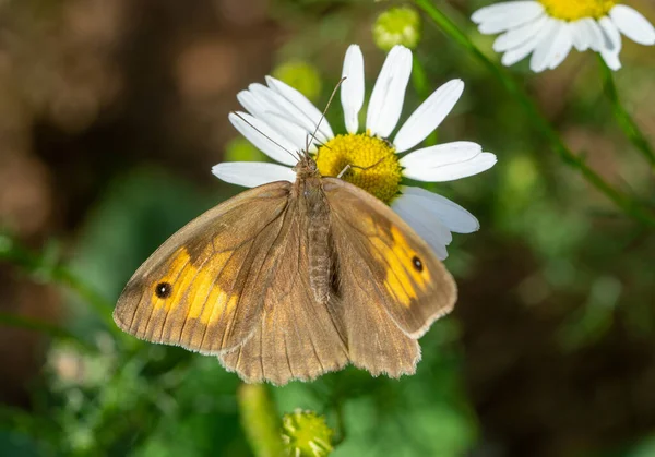 Duży Wół Oko Motyl Motyl Kwiat — Zdjęcie stockowe