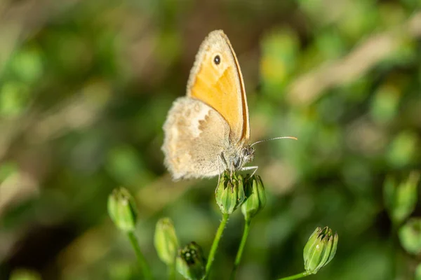 Duży Wół Oko Motyl Kwiat — Zdjęcie stockowe