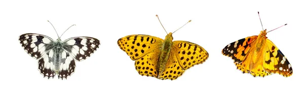 Native Butterfly White Background Banner — Foto Stock