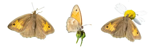 Gatekeeper Butterfly Pyronia Tithonus Banner — Zdjęcie stockowe