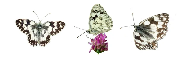 Melanargia Galathea Mramorovaný Bílý Motýlí Prapor — Stock fotografie