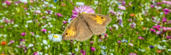 Żywopłot Brązowy Motyl Pyronia Tithonus Banner Łące Motyla — Zdjęcie stockowe