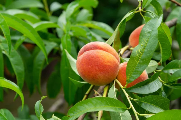 peach fruit on a peach tree in the garden