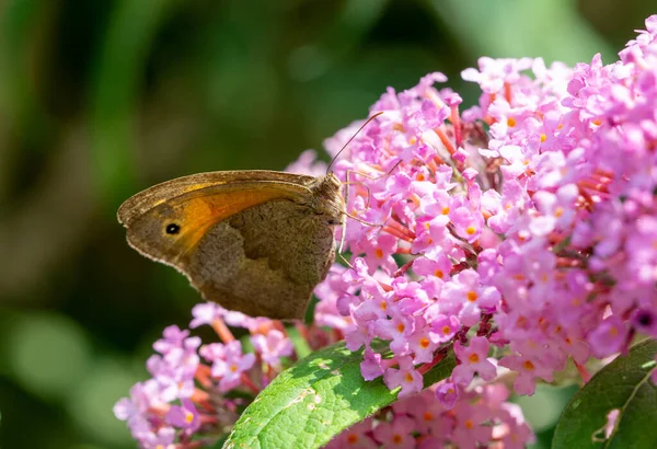Motyl Kwiatach Latem — Zdjęcie stockowe