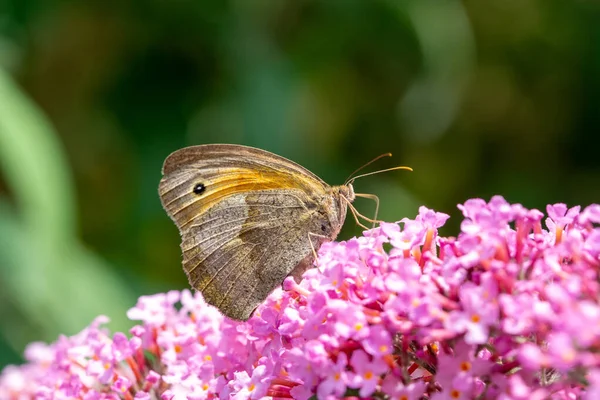 Butterfly Lilac Flower Spring — Zdjęcie stockowe