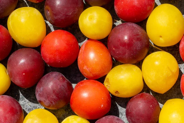 Colorful Plums Prunus Domestica Summer — Foto de Stock