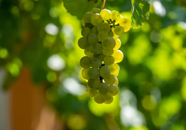 Vinho Branco Fresco Jardim — Fotografia de Stock