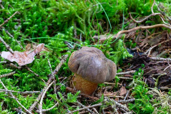 森の苔の床の上に点在する茎のBolete — ストック写真