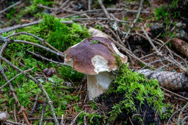 Cogumelo Porcini Boletus Edulis Floresta — Fotografia de Stock