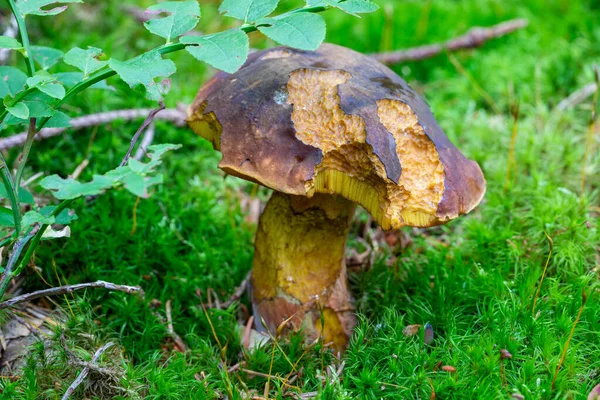 Witch Boletus Een Mos Vloer Het Bos — Stockfoto