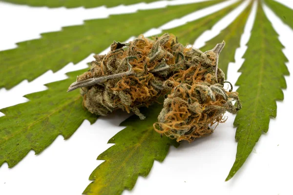 ドライフラワーのある大麻の葉 — ストック写真