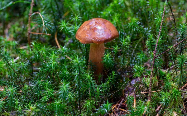 Kastanje Paddenstoel Mos Het Bos — Stockfoto