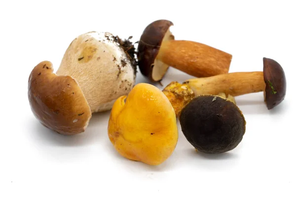 Mistura Cogumelos Isolada Outono — Fotografia de Stock