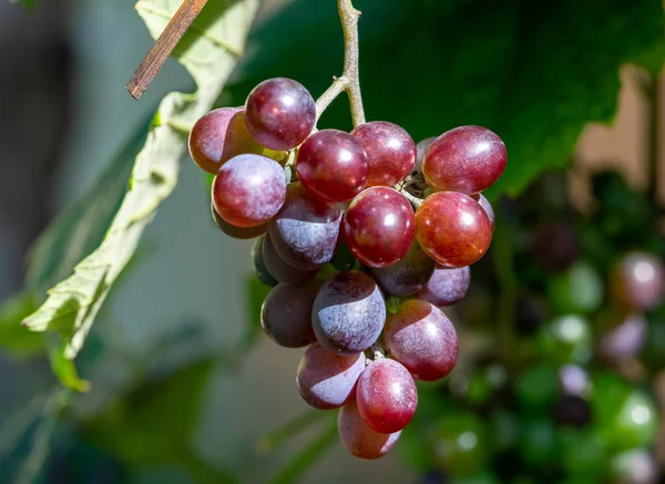 Fruits Vin Rouge Dans Jardin — Photo