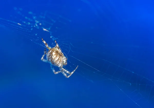 ウェブ上の大きな庭のクモ — ストック写真