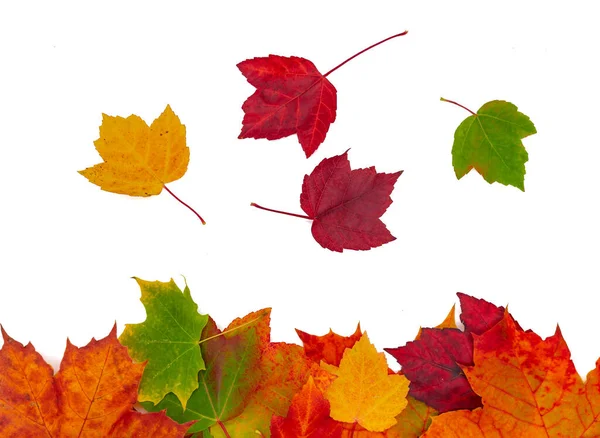 Colorful Maple Autumn Leaves Isolated White Background Frame — Stock Photo, Image