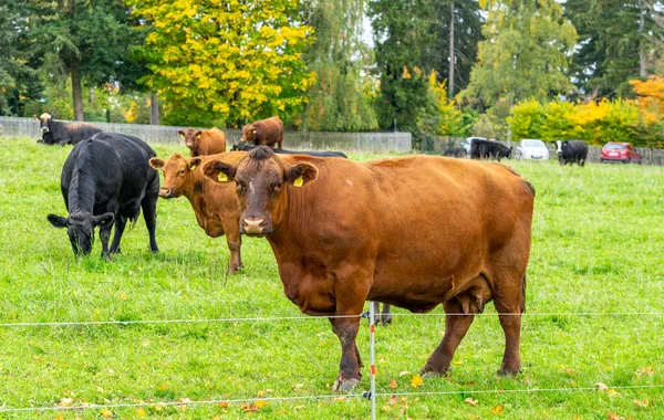 Vacas Pastizal Verde — Foto de Stock