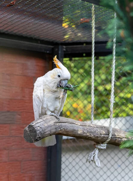 Cacatúa Cresta Azufre Cacatua Galerita Aviario —  Fotos de Stock