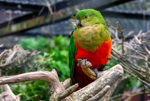 Periquito Loro Rojo Verde Aviario — Foto de Stock