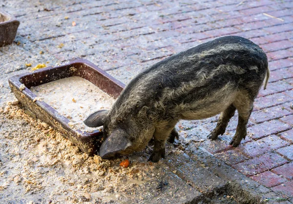 動物公園の若いイノシシの子豚 — ストック写真