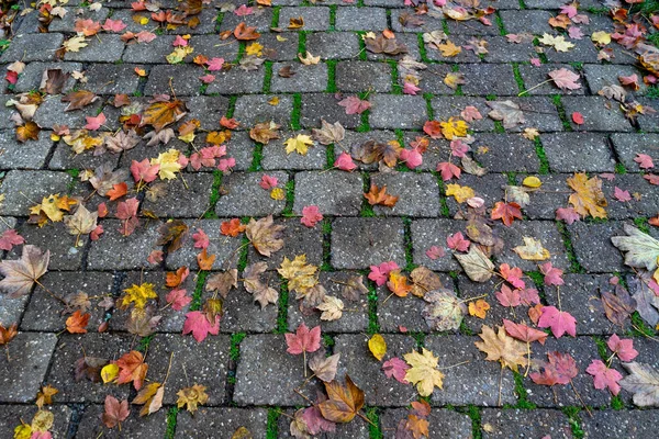 Passerelle Avec Feuilles Automne Danger — Photo