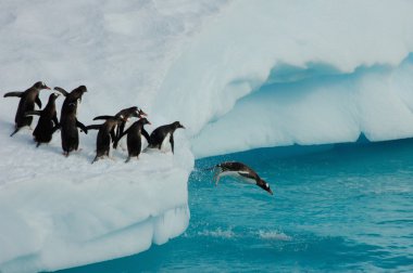 Penguins diving clipart