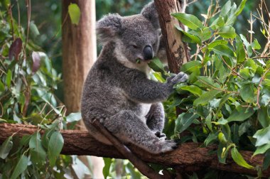 Koala bear clipart