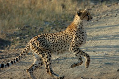 cheetah yol geçtikten