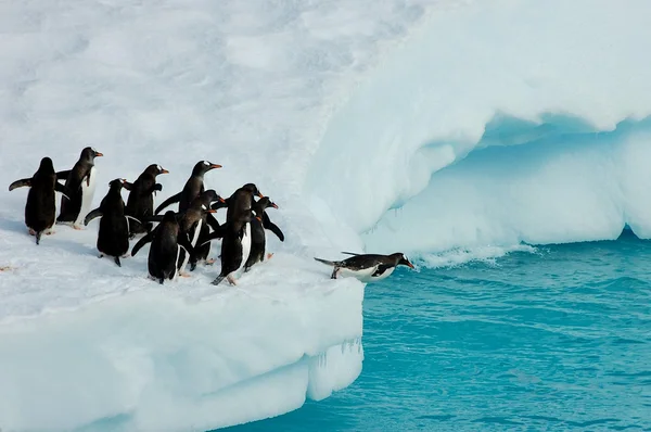 Pingüinos Adelie listos para bucear —  Fotos de Stock