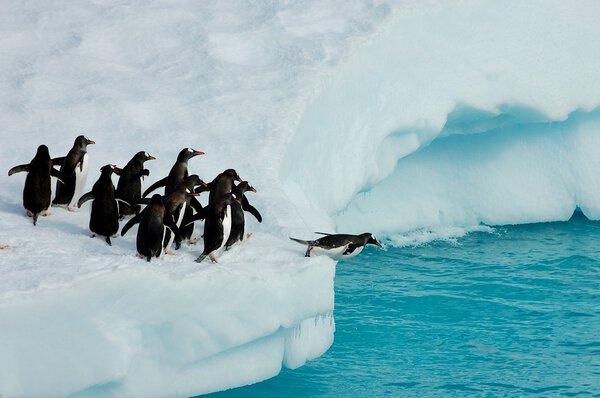 Adelie penguins ready to dive