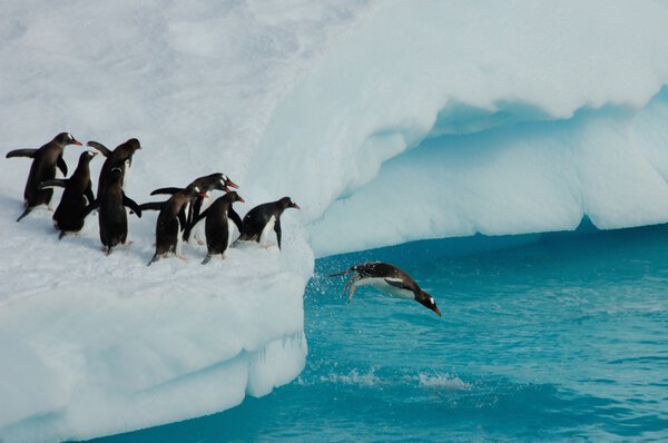 Penguins diving