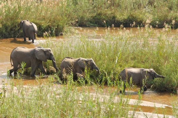 Elefanten fressen im Fluss — Stockfoto
