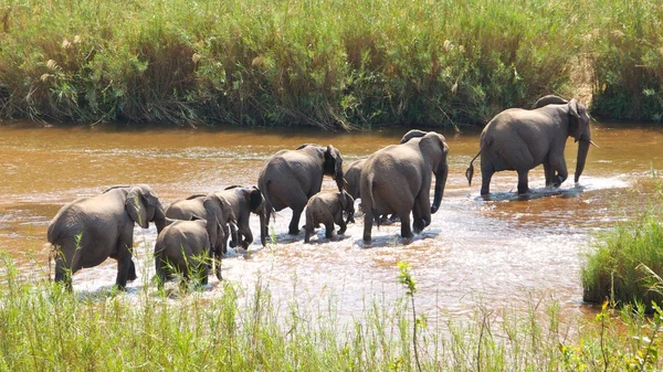Sloni přes řeku — Stock fotografie