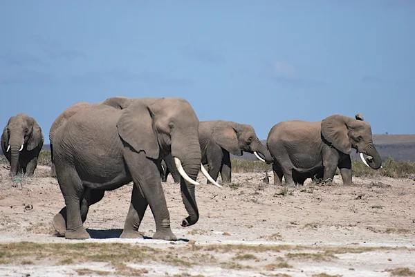 Elephant family in Amboseli — Stock Photo, Image