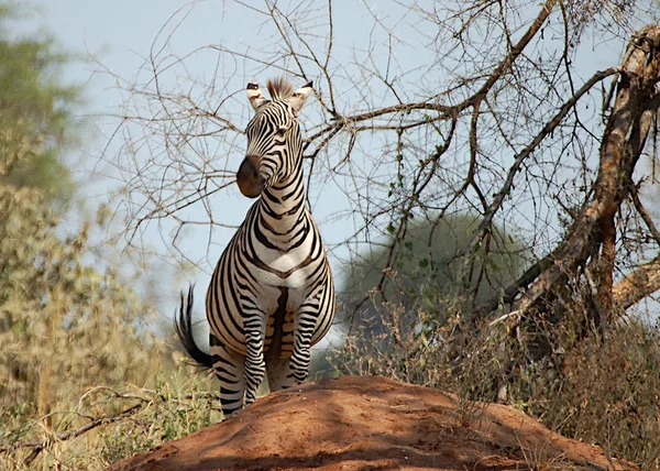 Zebra na kopca termitów — Zdjęcie stockowe