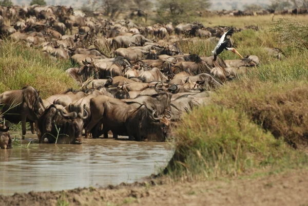 Los ñus cruzan el río —  Fotos de Stock
